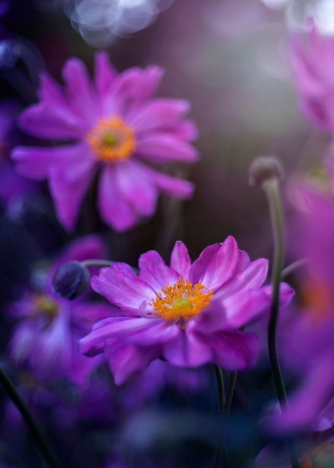 Purple summer anemones