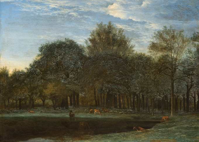 Forest Clearing