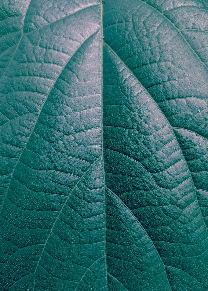 Green Dark Leaves