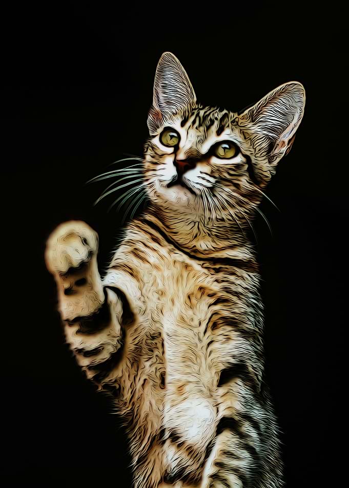 animals cats