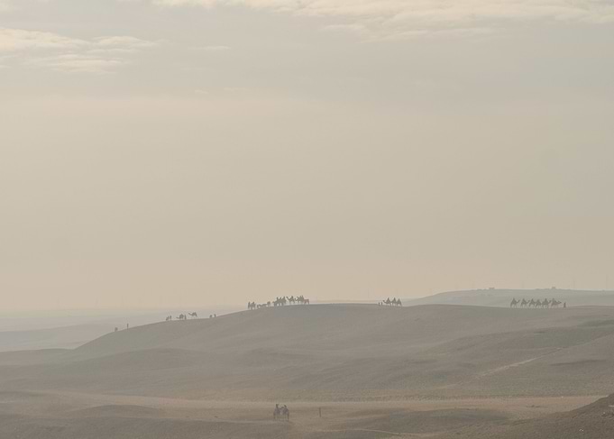 Camels in the Desert