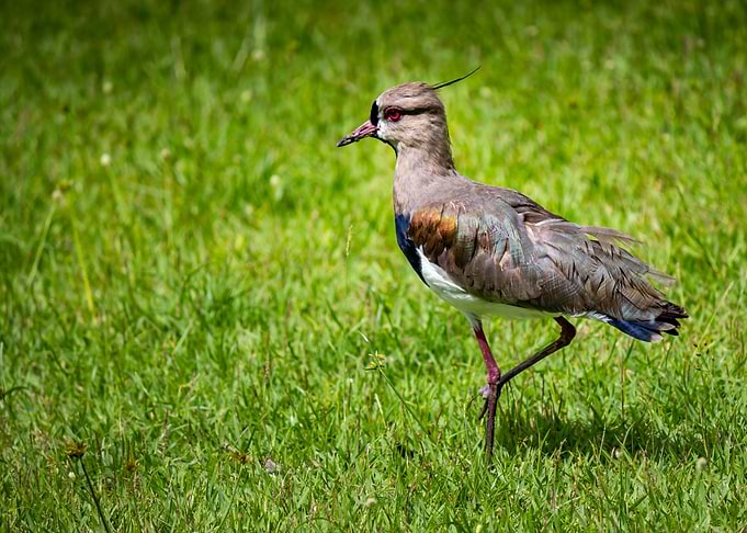 Bird