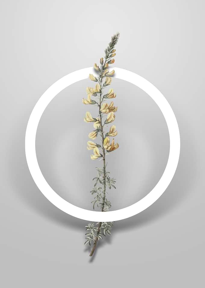 Vintage Adenocarpus Flower