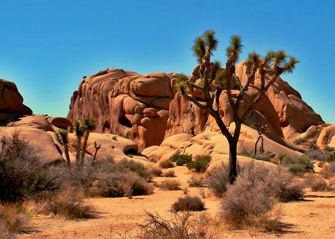 GREAT DESERT