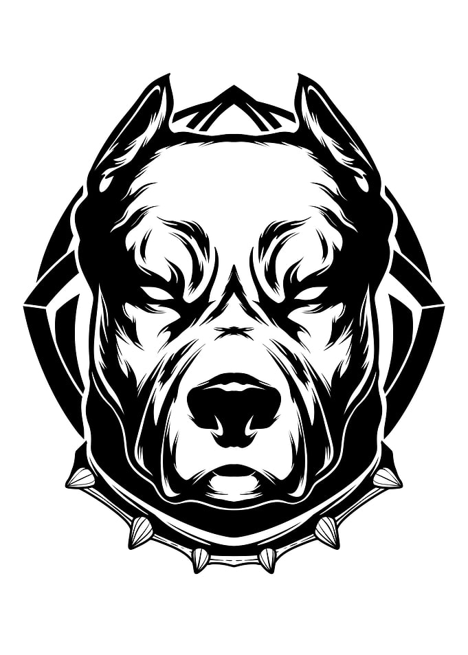 American Pit Bull Terrier