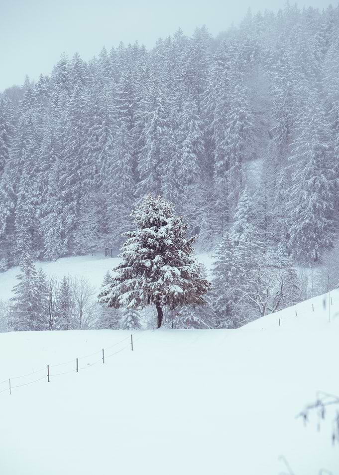 Fir in the snow