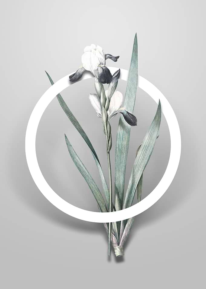 Tall Bearded Iris Flower