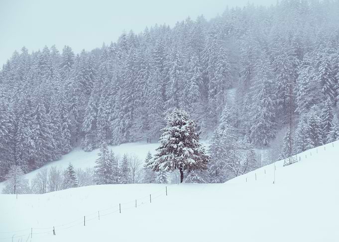 Fir in the snow