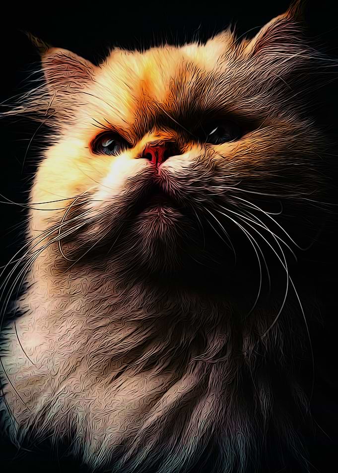 animals cats