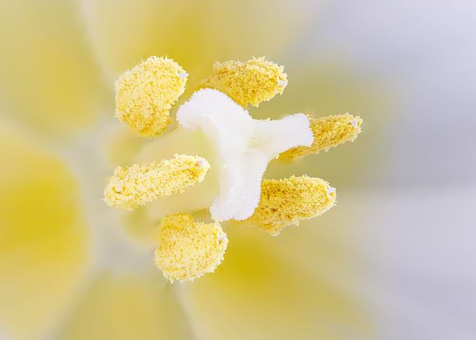 Macro of a tulip