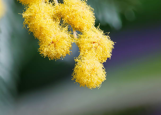 Macro of a mimosa