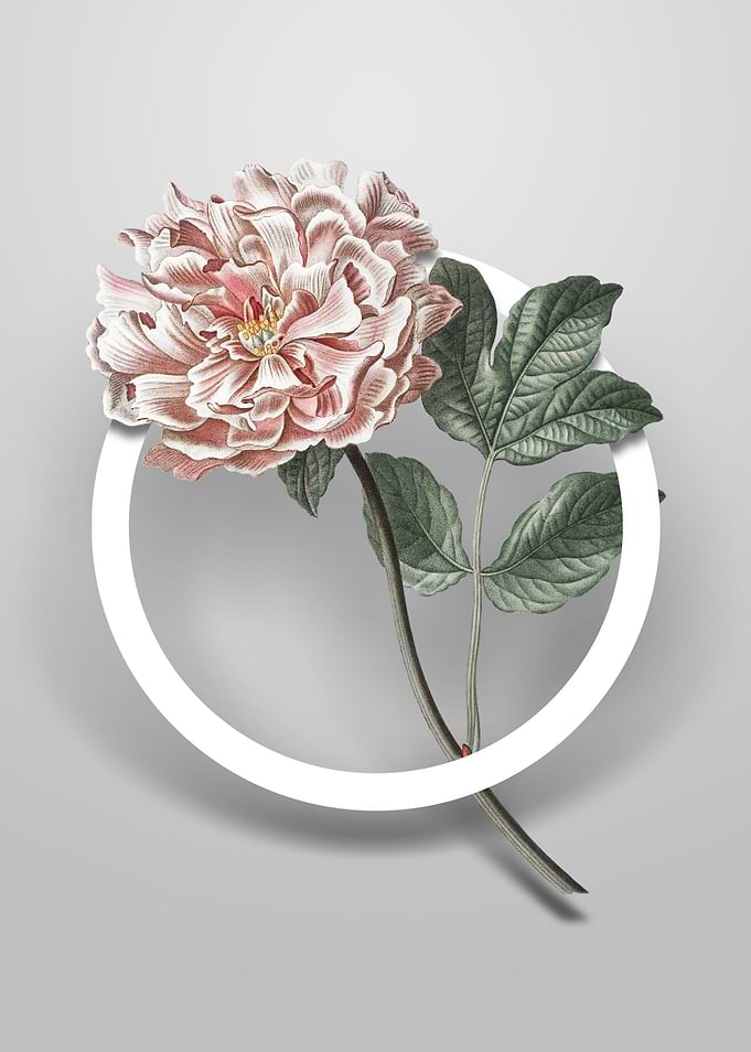 Vintage Tree Peony Flower