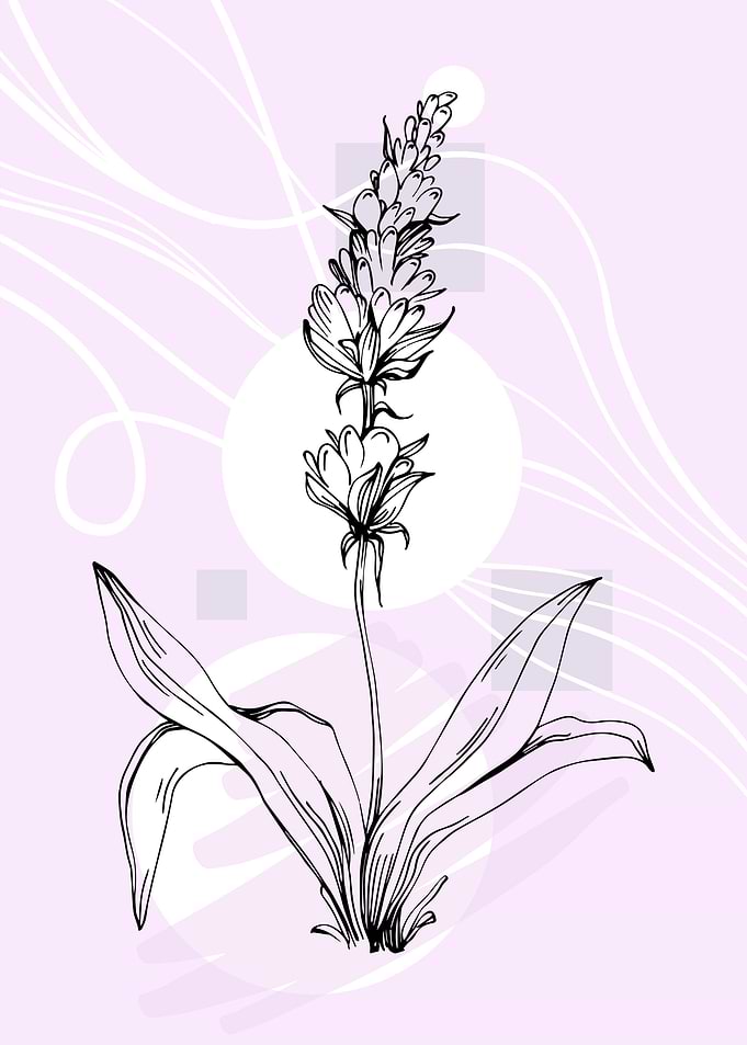 Lavender Posters