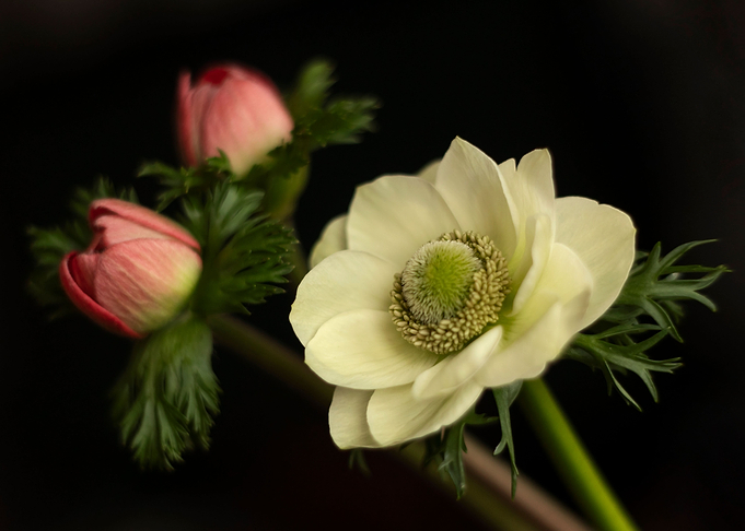 Anemone