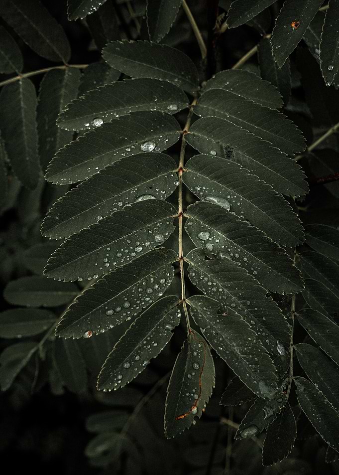 Dark Dreams monstera