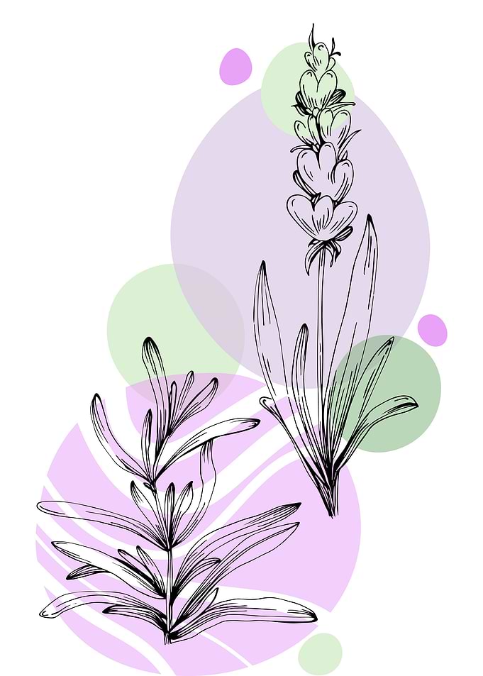 Lavender in Provence Style