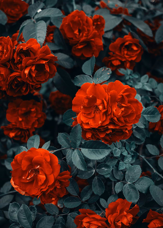 Modern Botanicals flower