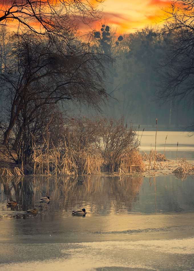 Winter sunrise,lake,trees