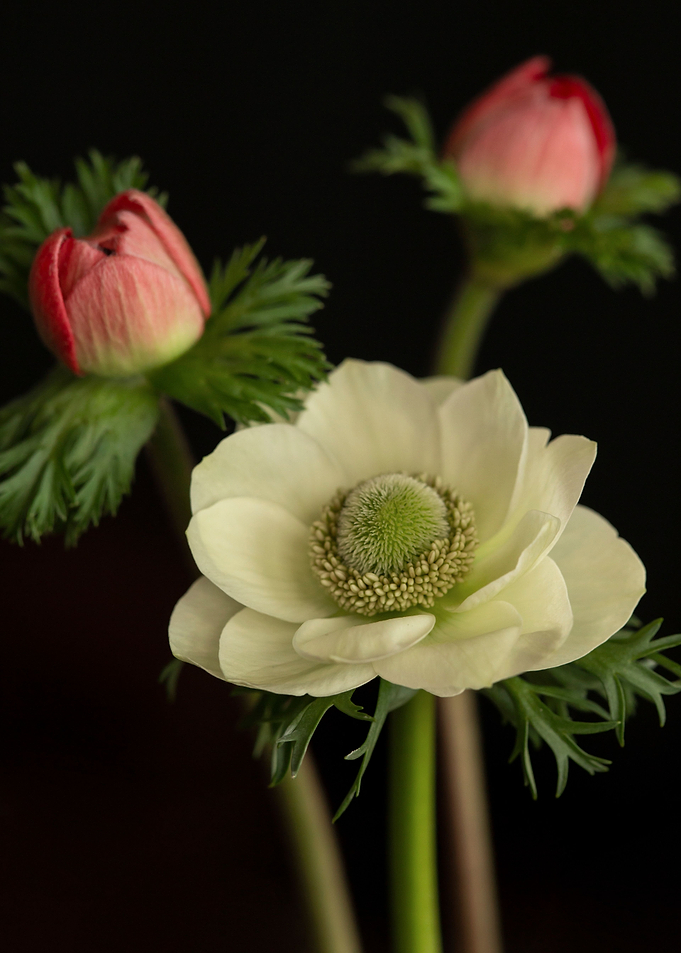 Anemone