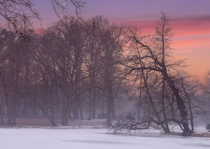 Winter morning in the park