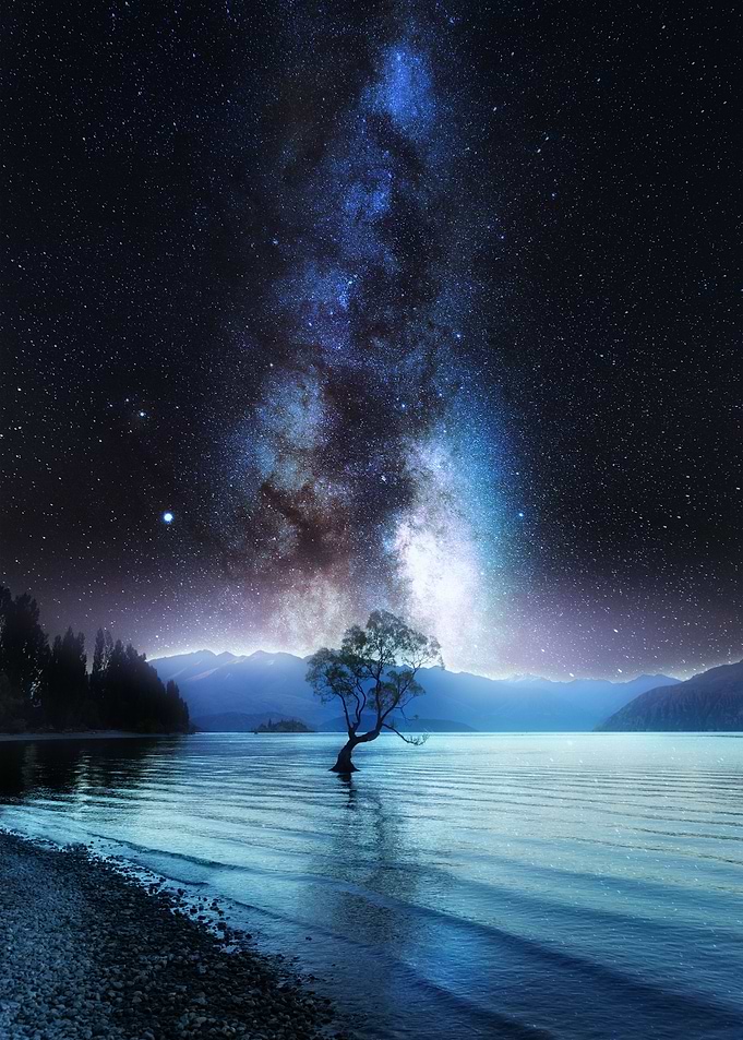New Zealand Tree Space