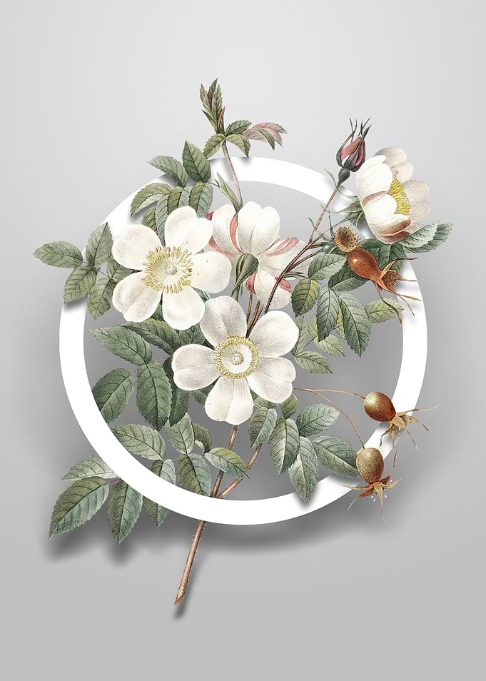 White Candolle Rose Flower