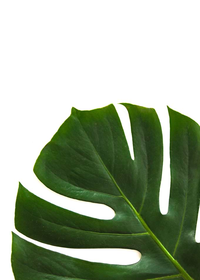 Leafy Greens Monstera