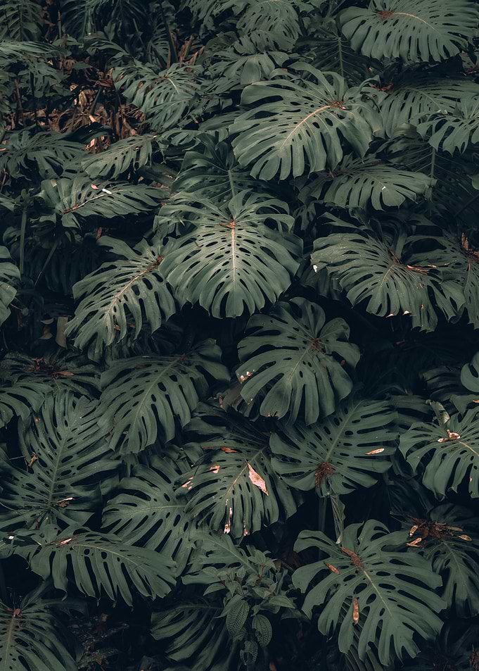 Jungle Vibes