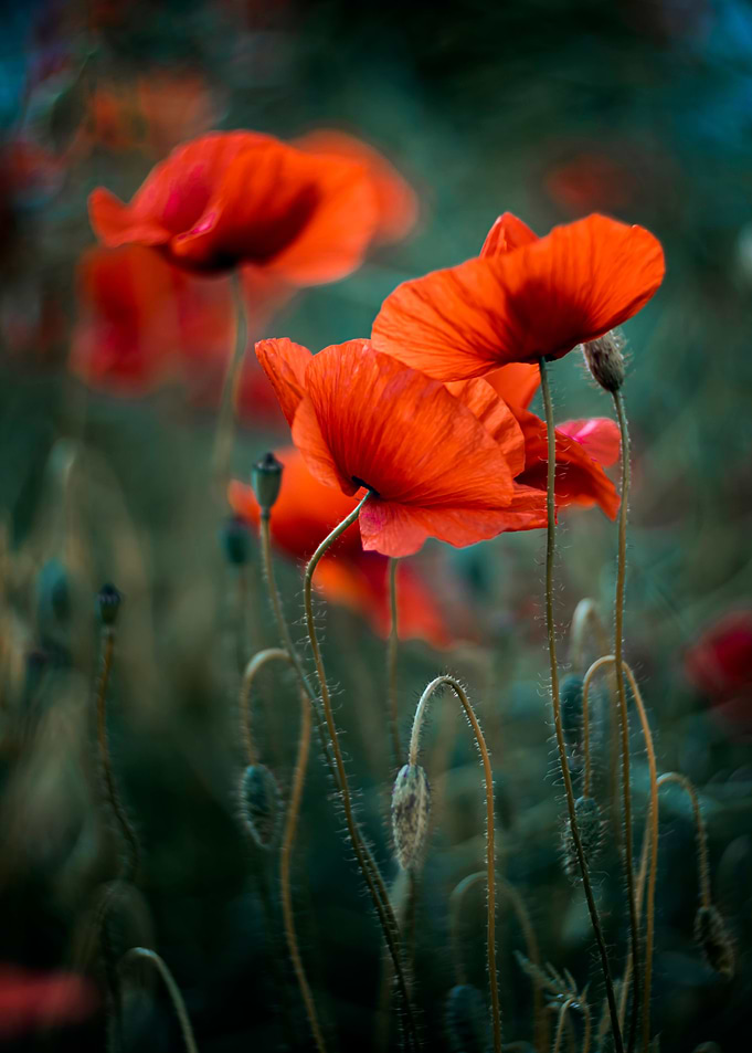 Red poppy flowers, macro