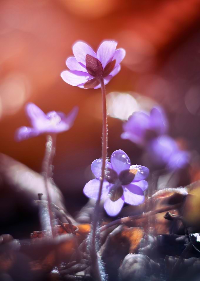 Hepatica nobilis flowers