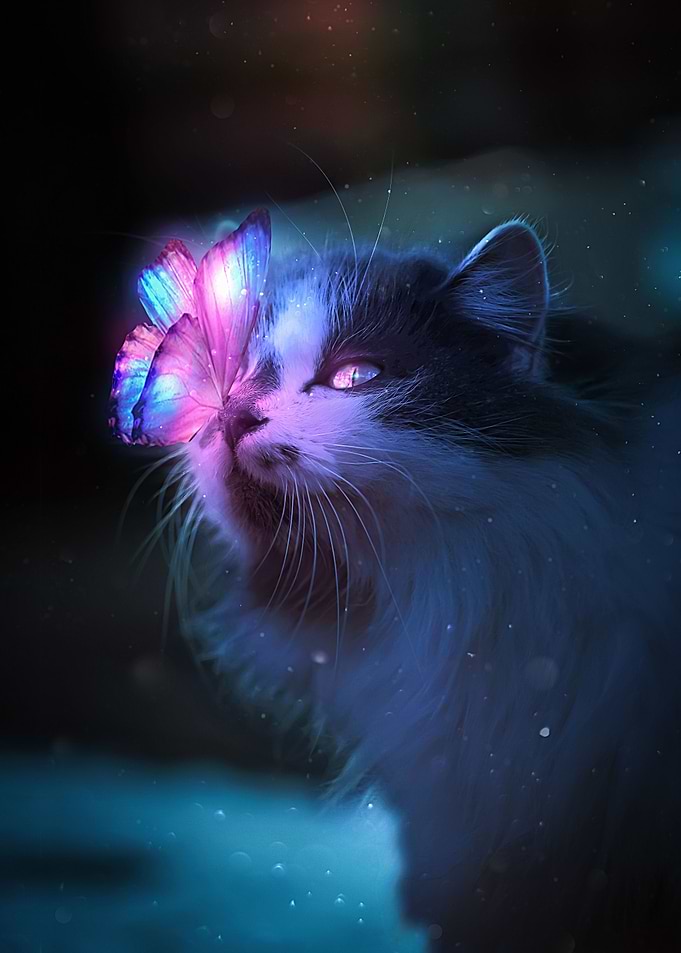 The Cat and the Butterfly