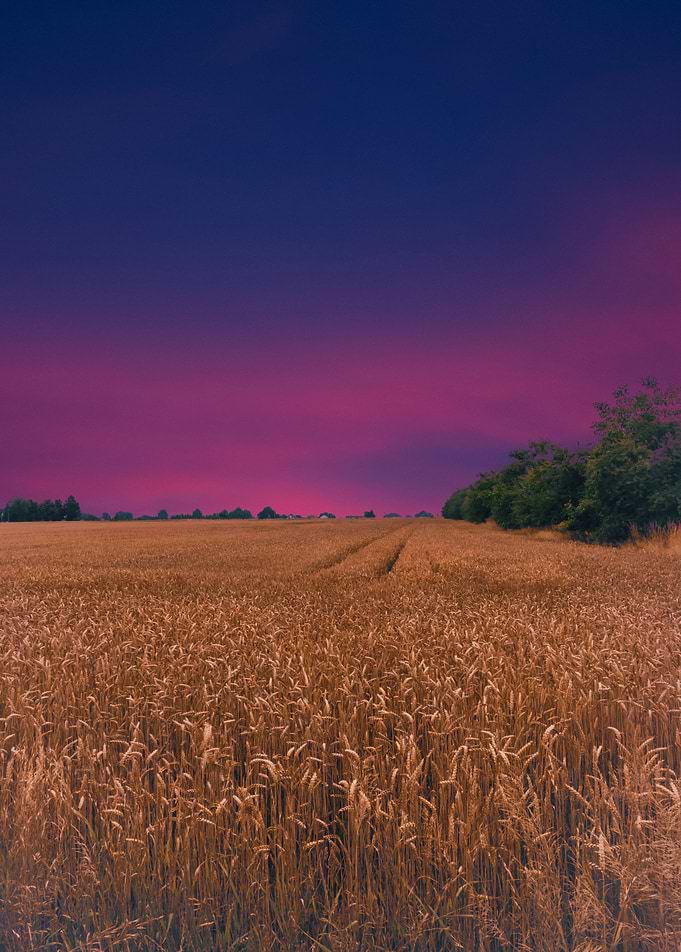Field