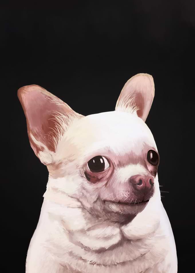 Funny Dog Meme