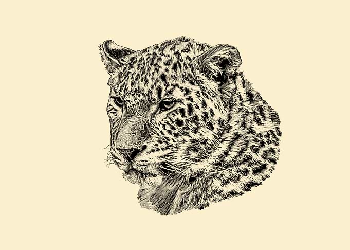 Leopard portrait