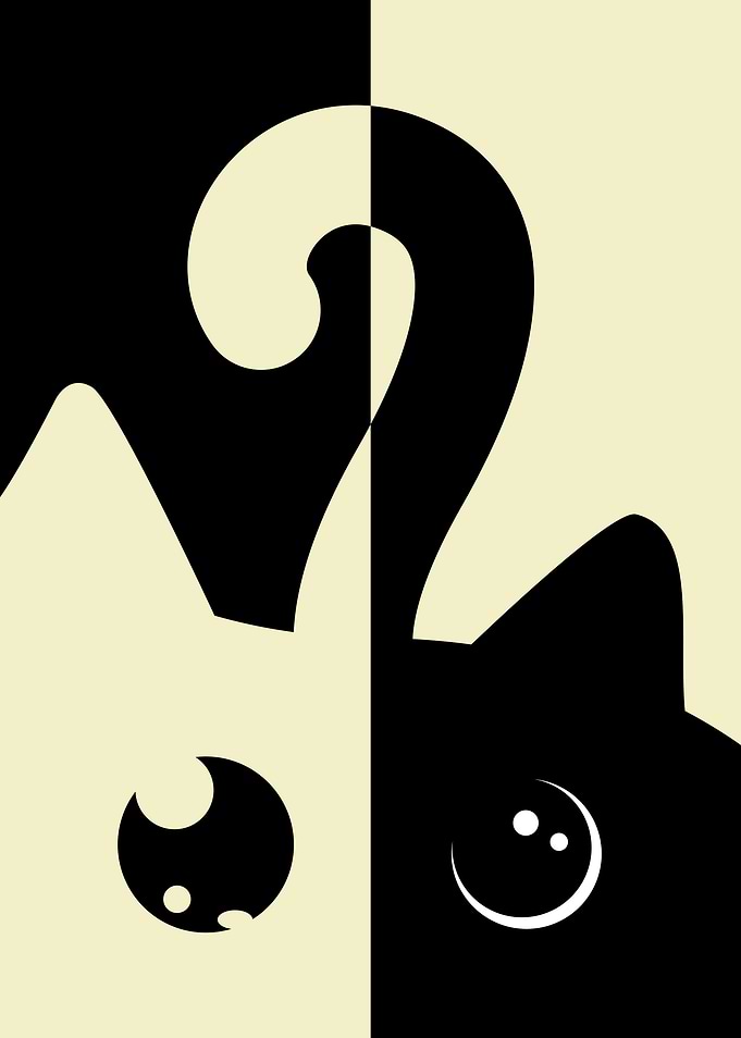 Black White Cat