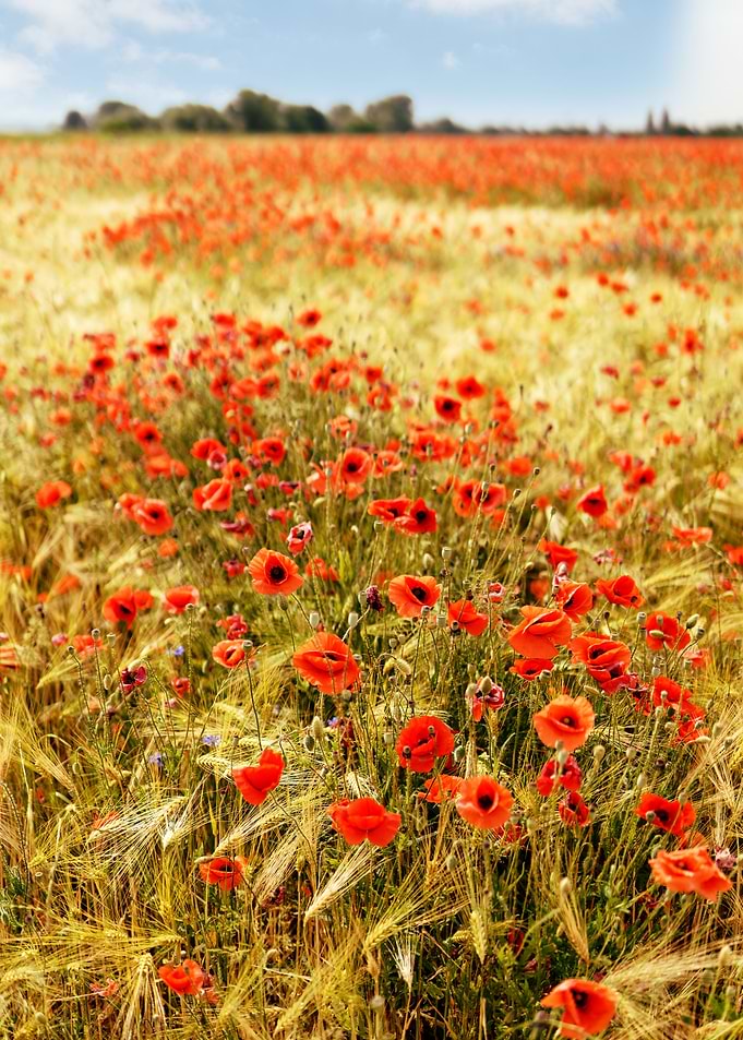 Poppy flowers
