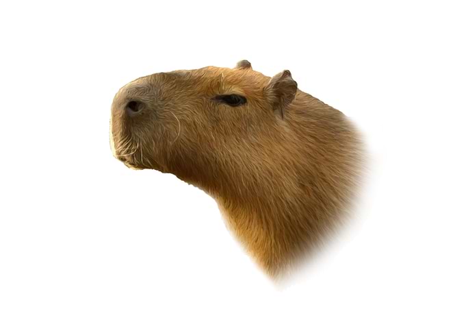 Capybara portrait