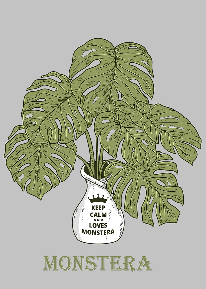 Monstera Plant