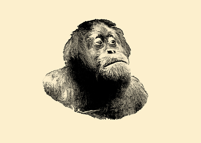 Orangutan portrait