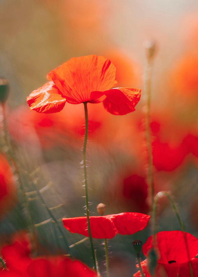 Red poppy flowers, macro