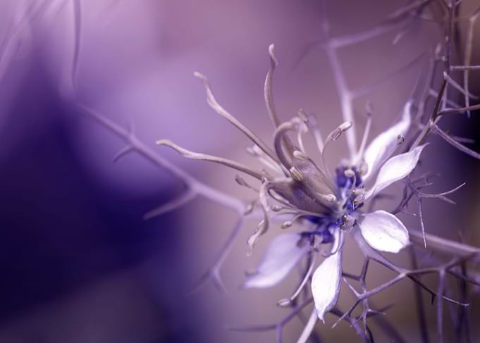 Purple Nigella damascena