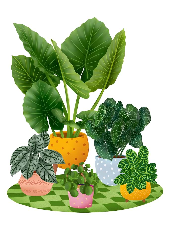Colourful House Plants
