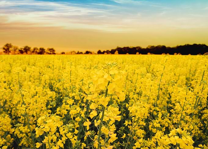 Field