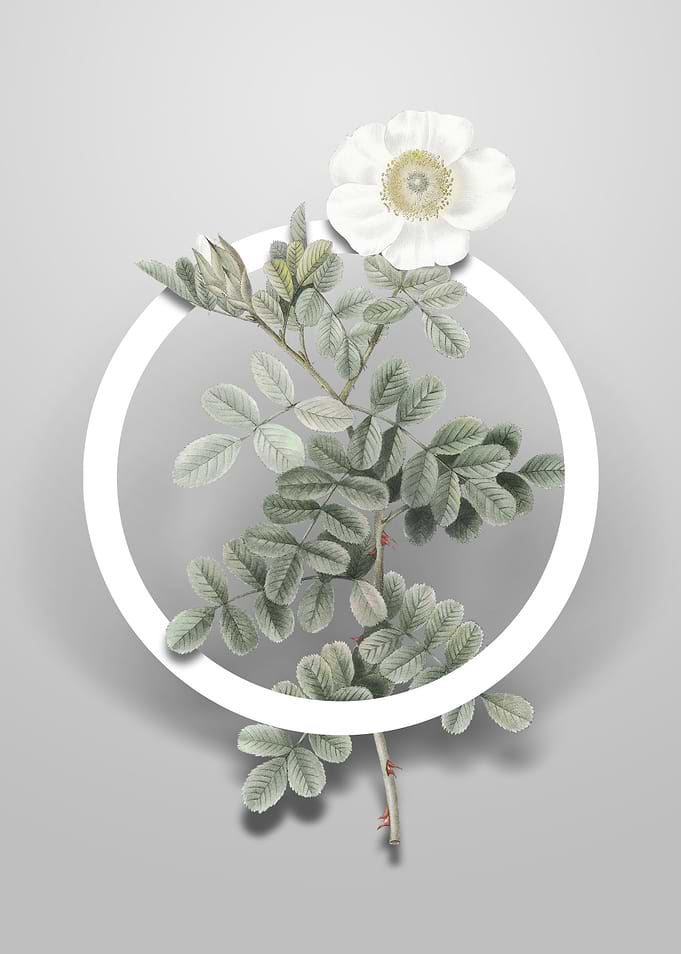 Macartney Rose Flower Art