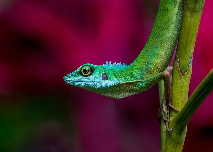 Green Crested Lizard