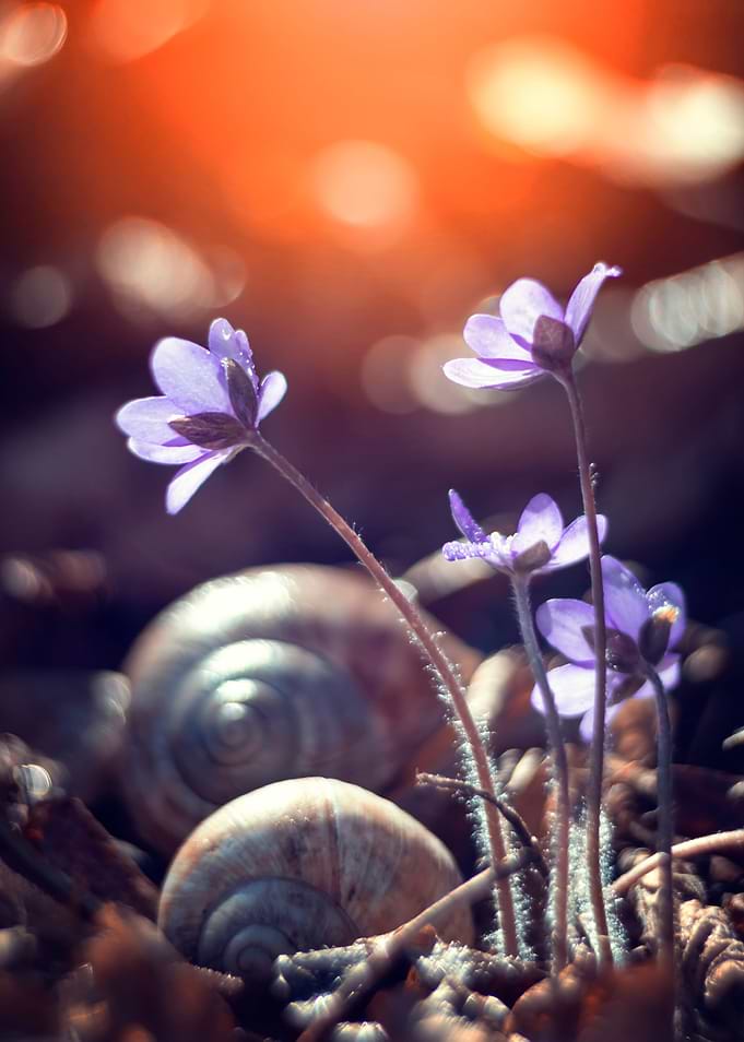 Purple Hepatica nobilis