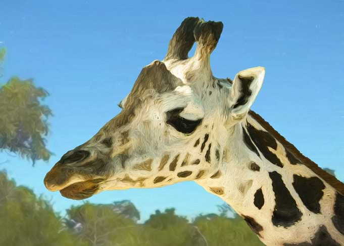 Giraffe portrait