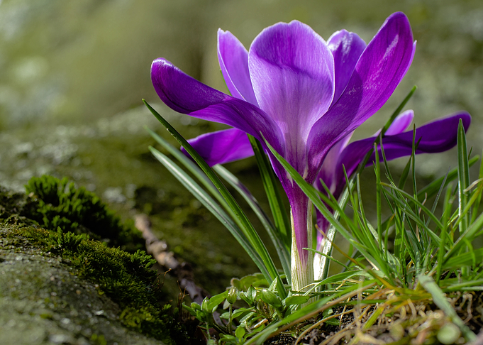 Lonesome Crocus