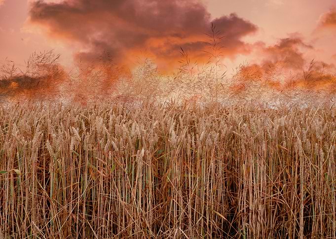 Red sunset field