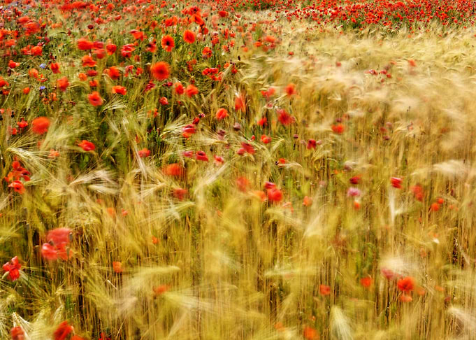 Summer wind